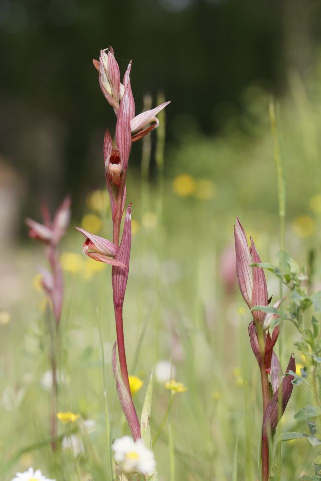 Serapias parviflora e ibridi (Mugello)